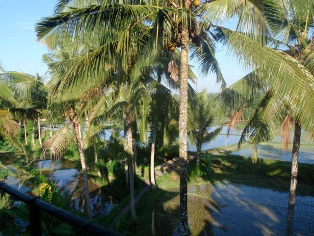 Toko Toko Bungalows Ubud  Ngoại thất bức ảnh